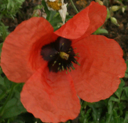 Poppy (Papaveraceae - Papaver sp. possibly rhoeas)