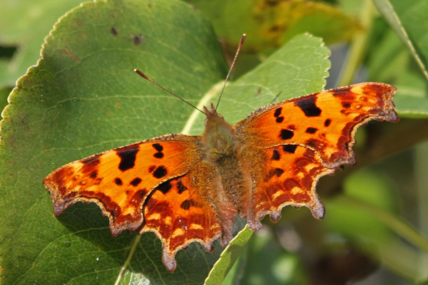 Comma Butterfly Polygonia c-album