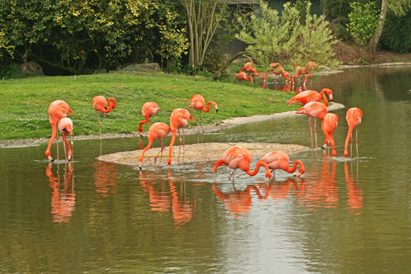 0105 IMG 2053 Flamingos