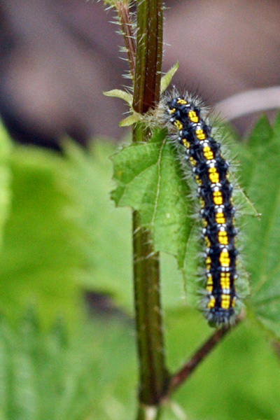 0107 IMG 2102 Six-spot Burnet Caterpillar