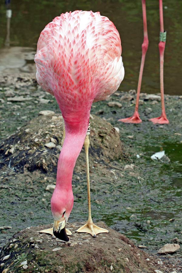 0115 IMG 2177 Flamingo