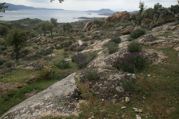Lavender view to Lake Bafa