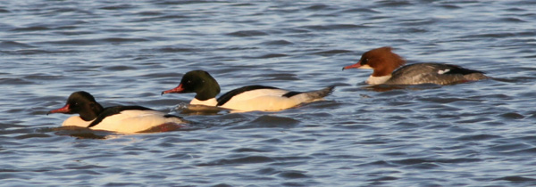 Goosanders at Fishers Green Lee Valley Park