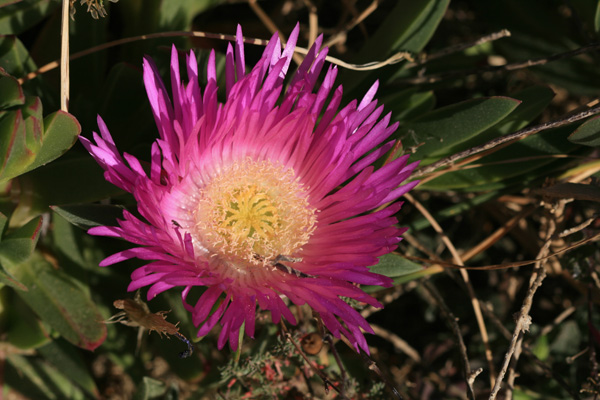 Hotentot Flower