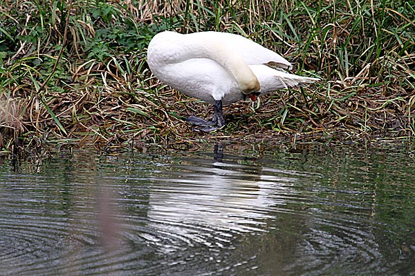 IMG 3430 Mute Swan