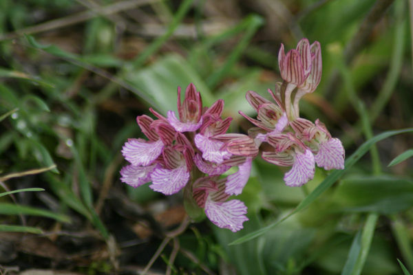 probably Orchis morio (Orchidaceae)