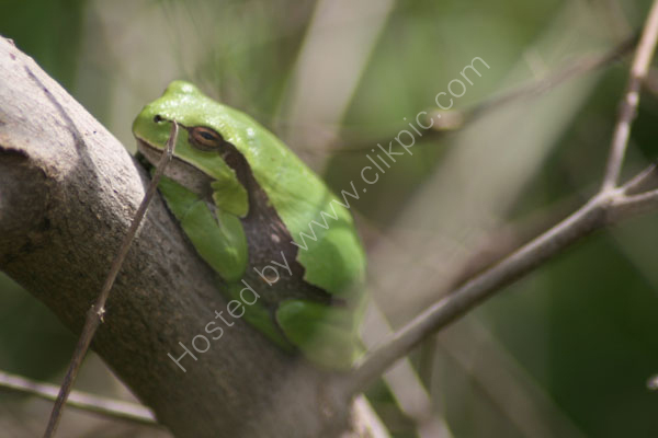 A Green Tree Frog??