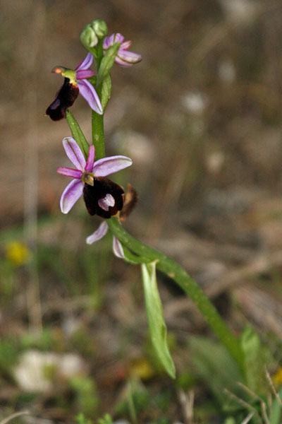 Ophrys bertolonii Bertolonis Bee Orchid Son Real Majorca