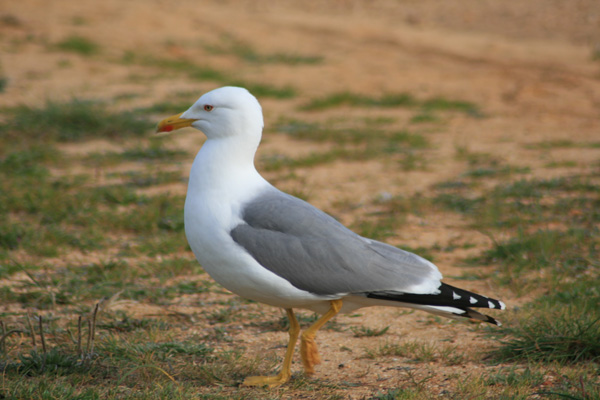 Strutting Yellow-legged Gull